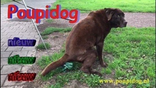 Poupidog-1639213446.jpg